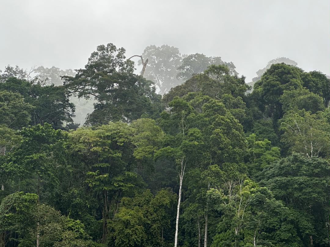 Grantmaking in Congo Basin